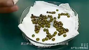 观察绿豆七天日记_观察绿豆七天日记300